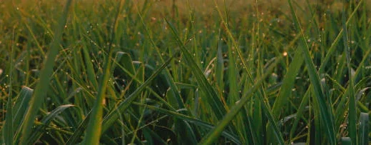 agricultural practices