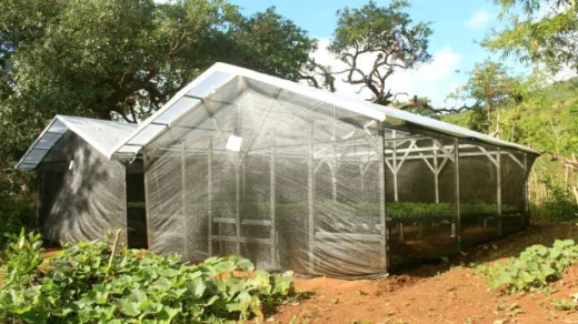 greenhouse cultivation