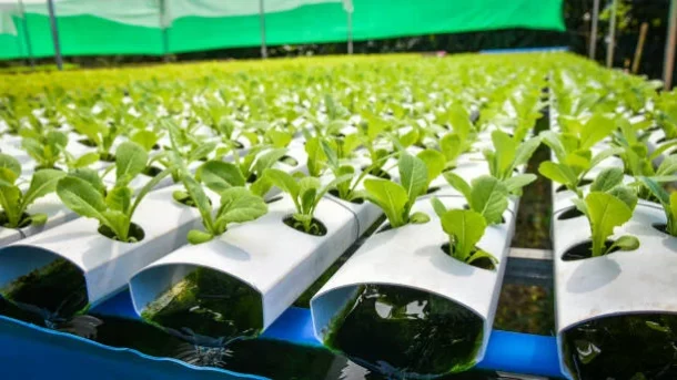 hydroponic systems
