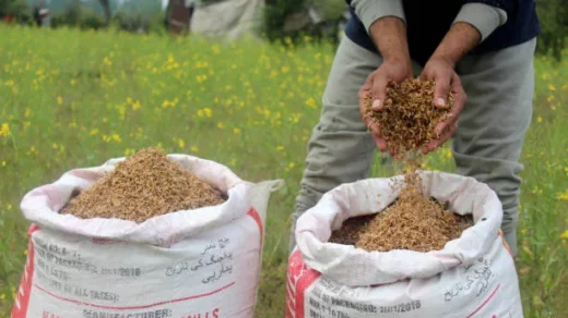 organic farming
