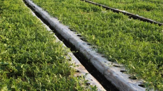 soilless farming