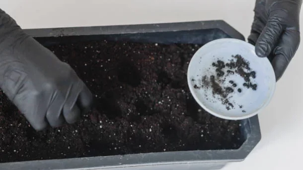 compost