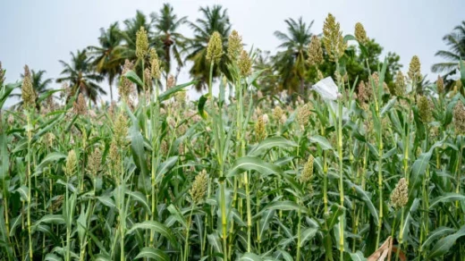crop yields