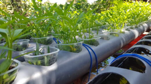 plant growth