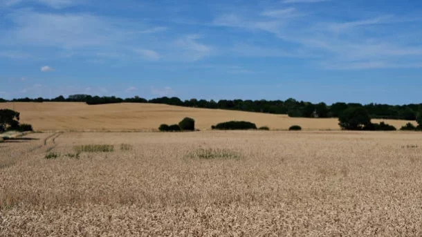 global food security