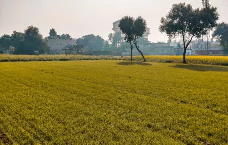sericulture in India