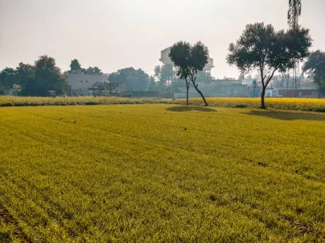 sericulture in India