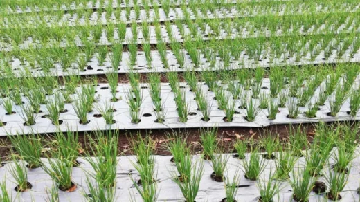 modern plant breeding