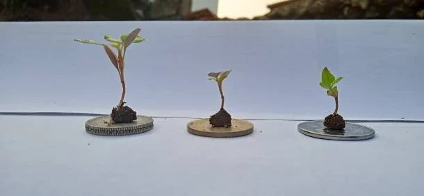 plant species
