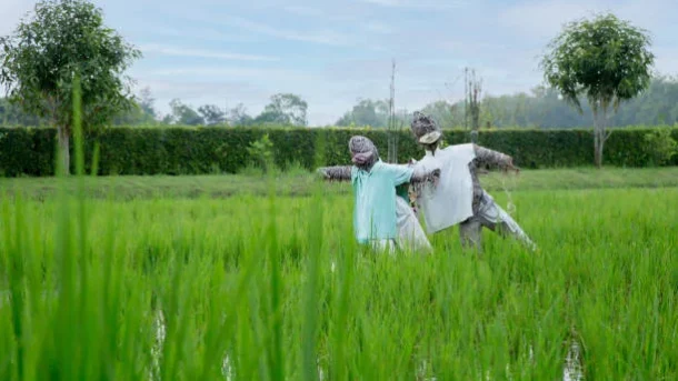 farmers