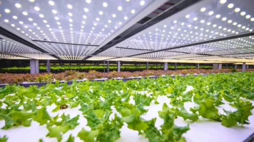 hydroponics