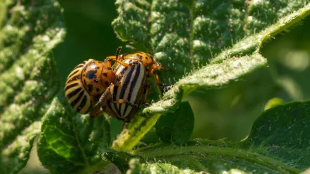 ladybugs