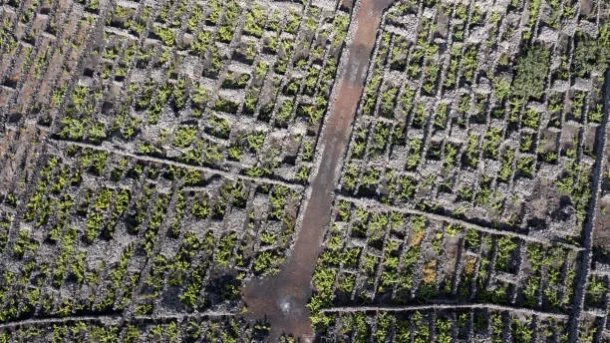 deforestation