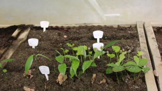 chemical fertilizers