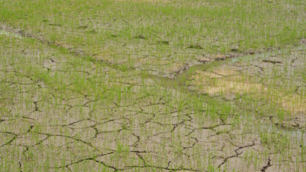 water availability