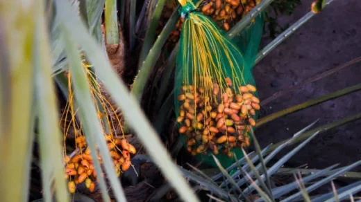 Oilseeds and Oil Palm