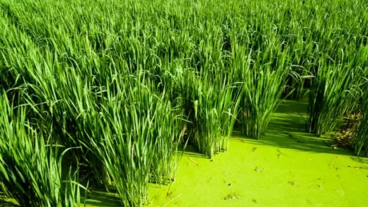 soil health and biodiversity