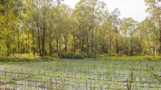 regenerative agriculture