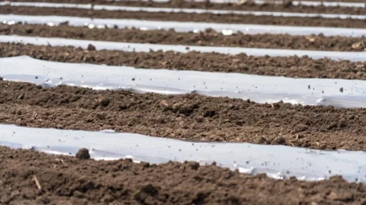 biodegradable mulch films