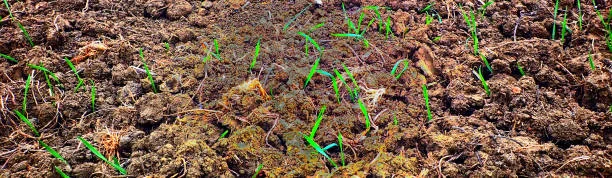 soil ecosystem : How do biofertilizers affect the soil ecosystem?