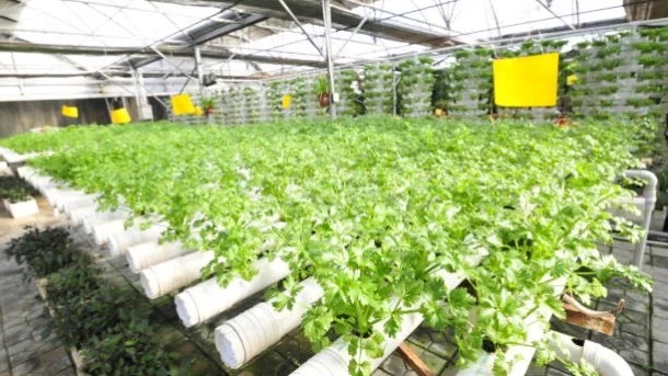 hydroponic